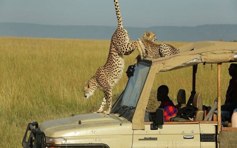 Safari Serendipity a Tale of Kenyas Wonders