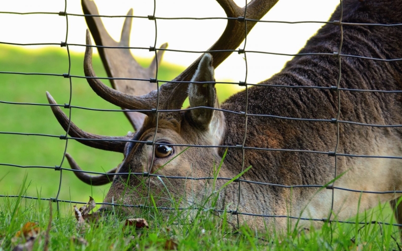 Budget Friendly DIY Deer Fencing Solutions for Every Yard