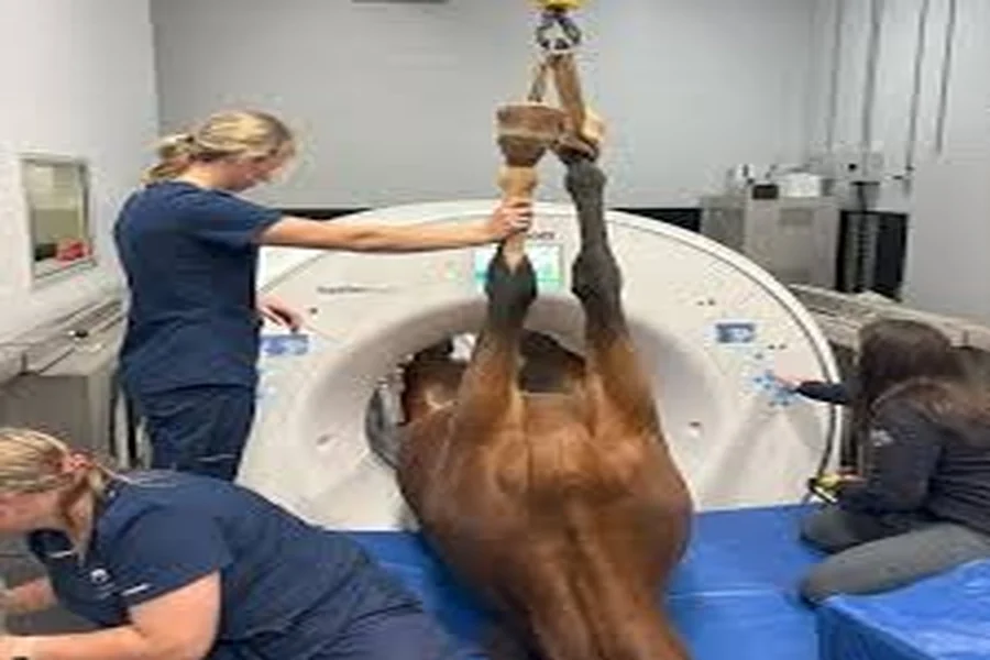 Advanced Diagnostics: How Veterinary Hospitals Find Answers Faster Veterinary