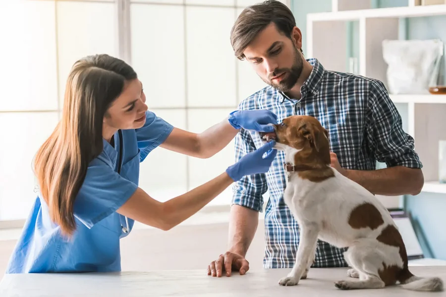3 Signs Your Pet Needs A Veterinary Appointment Sooner Than Later Veterinary