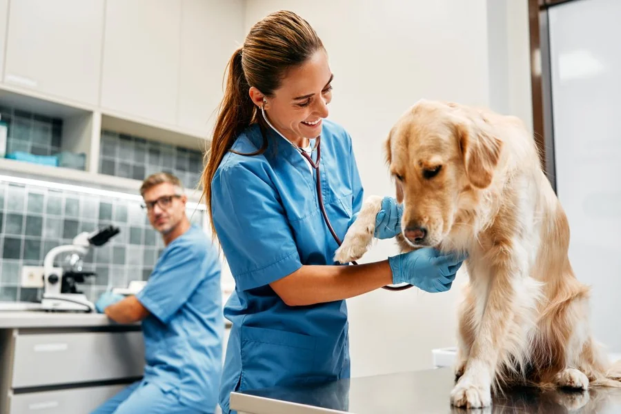 How Animal Hospitals Use Technology To Improve Outcomes Animal Hospitals