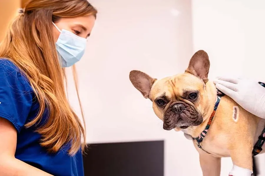 5 Essential Services Offered By Modern Animal Hospitals 5 Essential Services