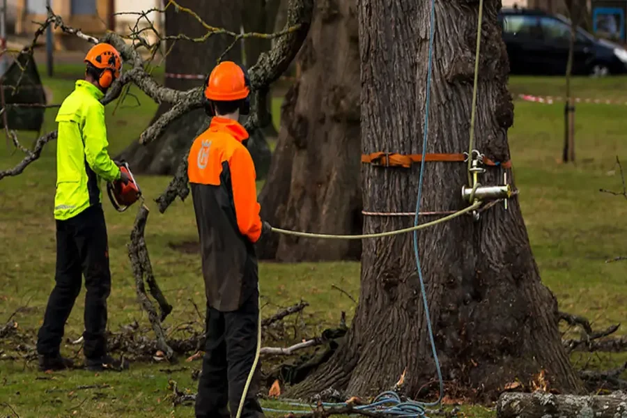 Rooted in Sustainability: Safe Tree Removal with a 2-for-1 Replanting Promise Tree